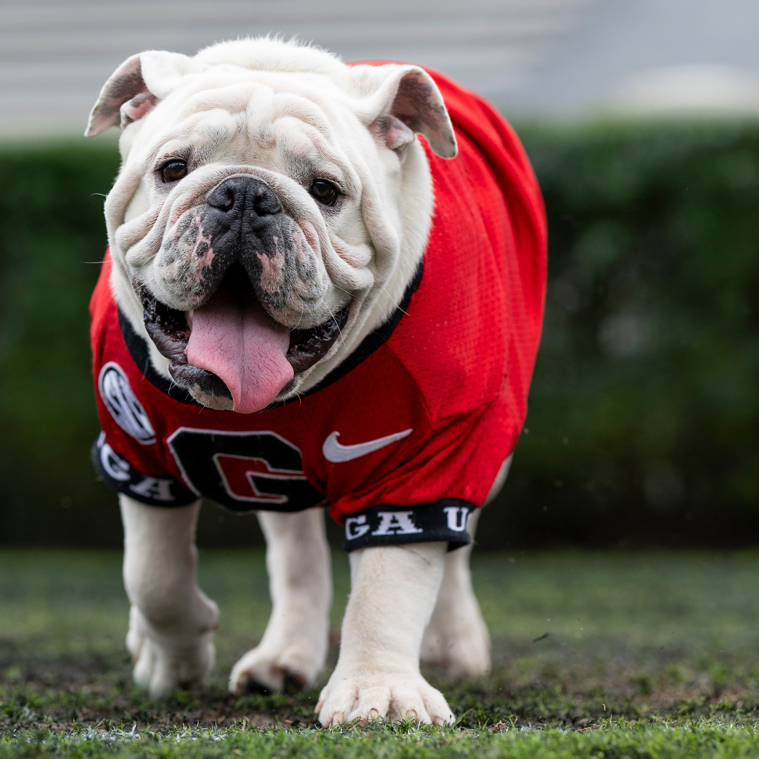 UGA XI a.k.a. Boom: Mascot for UGA